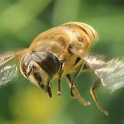 Albinele - suport al vietii noastre - Agrimedia.ro