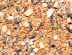 Tratarea semintelor pentru combaterea daunatorilor - Agrimedia.ro