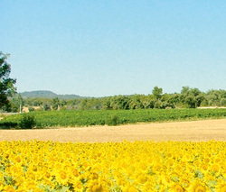 Oferta 2012 de hibrizi performanti de floarea-soarelui - Agrimedia.ro