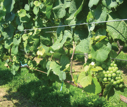 Fertilizarea si irigarea plantatiilor viticole - Agrimedia.ro